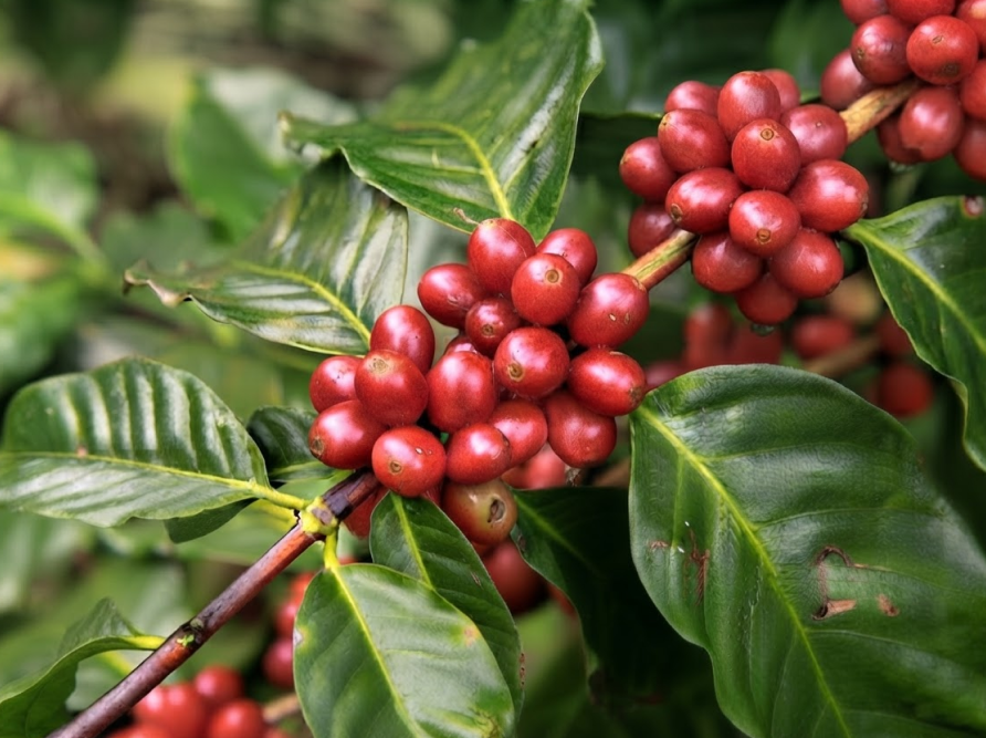 Mejor-Fertilizante-Para-Cafe-Costa-Rica