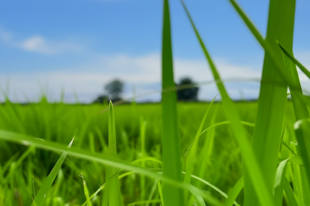 Mejor-Fertilizante-Para-Pasto-Costa-Rica