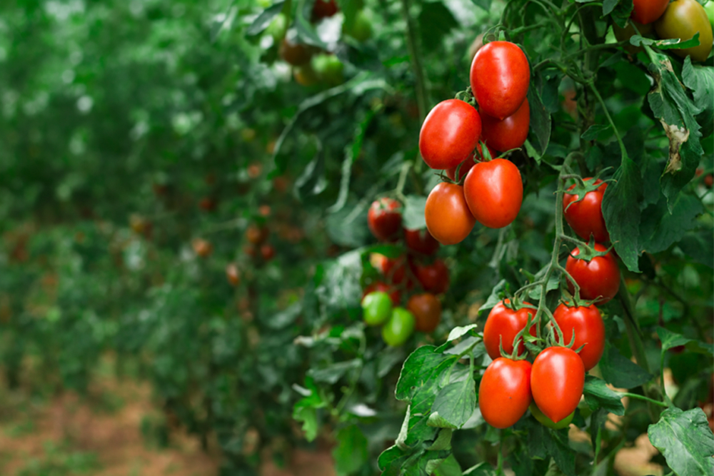 mejor-fertilizante-para-hortalizas-en-costa-rica