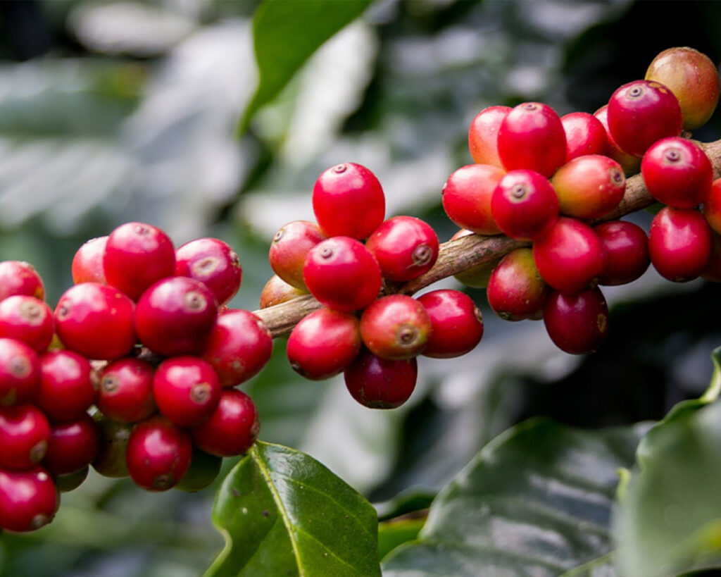 urea-en-costa-rica-nitro-xtend-xp
